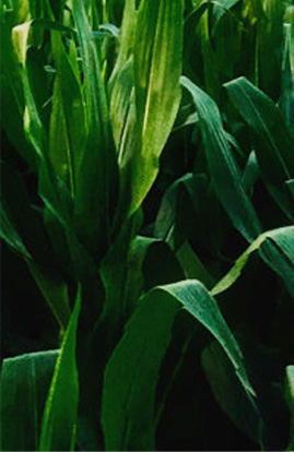 玉米田產(chǎn)品 玉米田產(chǎn)品